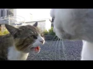 ねこちゃんたちの激しい口喧嘩！　まるで人間のように言い合う姿がとっても面白い【動画ニュース】【どうぶつ】