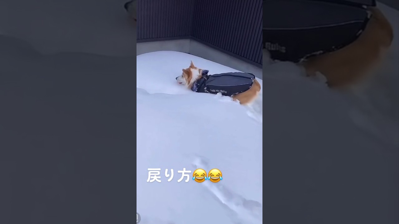 雪に囲まれたわんちゃん。ご主人もビックリの可愛らしい方法で脱出成功!?【動画ニュース】【どうぶつ】