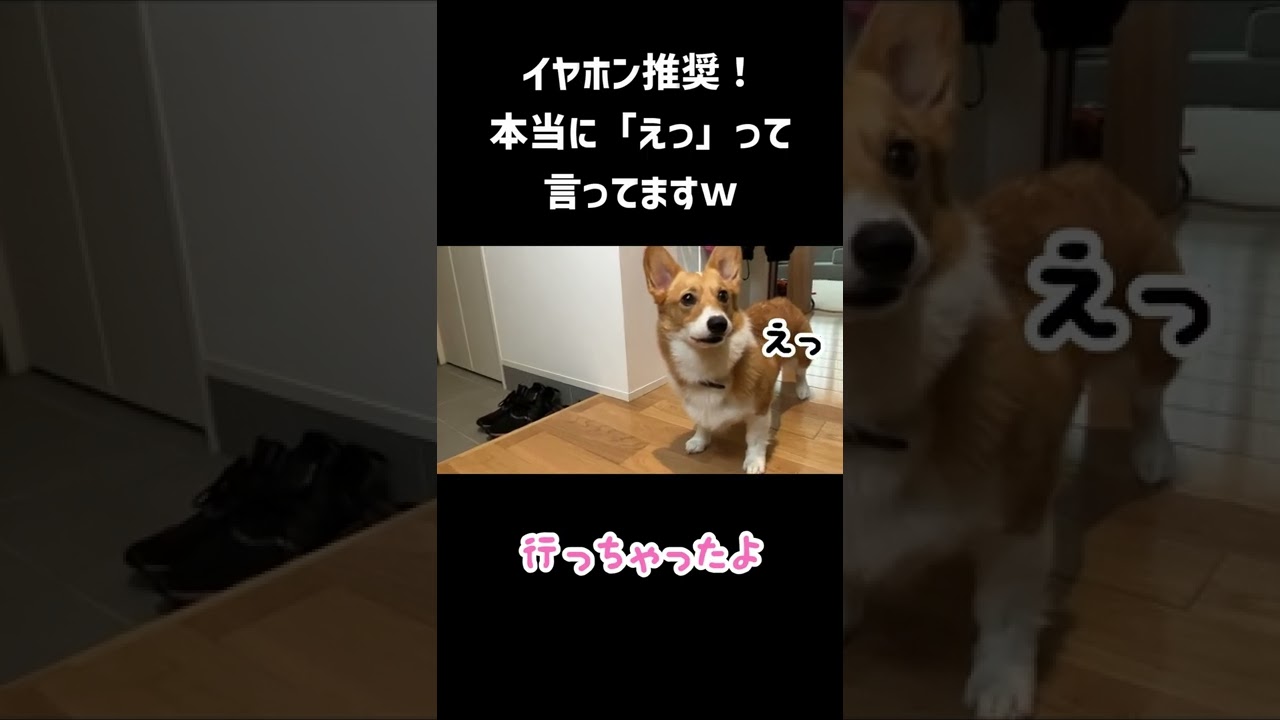 おもわず「え？」　可愛いコーギーちゃん、パパのお見送りが出来ずぼう然【動画ニュース】【どうぶつ】