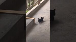 「どうしてそんな歩き方なの？」可愛い子猫ちゃんのよちよち歩きに胸キュン【動画ニュース】【どうぶつ】