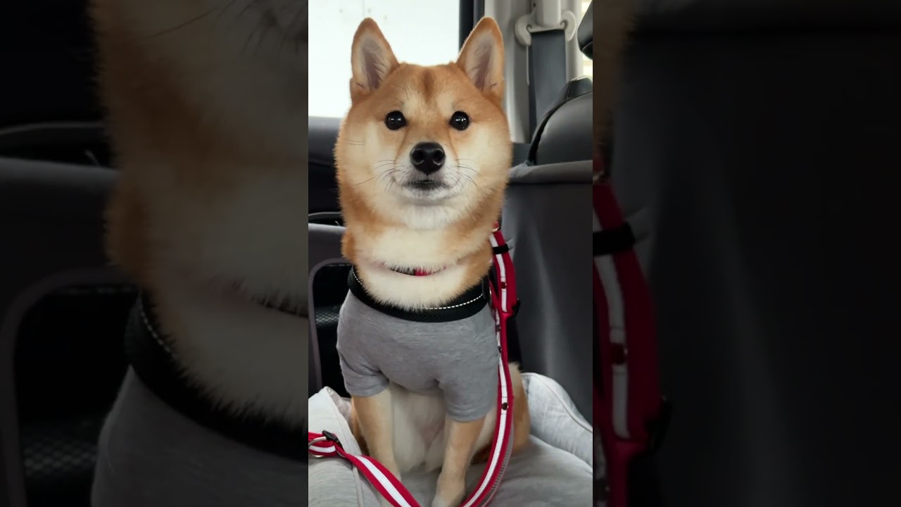 撮影中にカミナリ発生！　不安そうにきょろきょろする柴犬ちゃんが可愛い【動画ニュース】【どうぶつ】