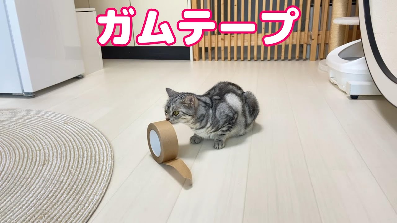 ガムテープを見つめる可愛いねこちゃん　気に入ってくれるかな♪【動画ニュース】【どうぶつ】