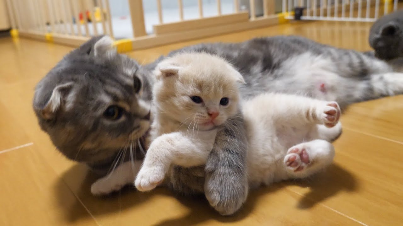 外に出たい子猫ちゃんと外に出したくないママ猫の攻防が可愛すぎて悶絶【動画ニュース】【どうぶつ】