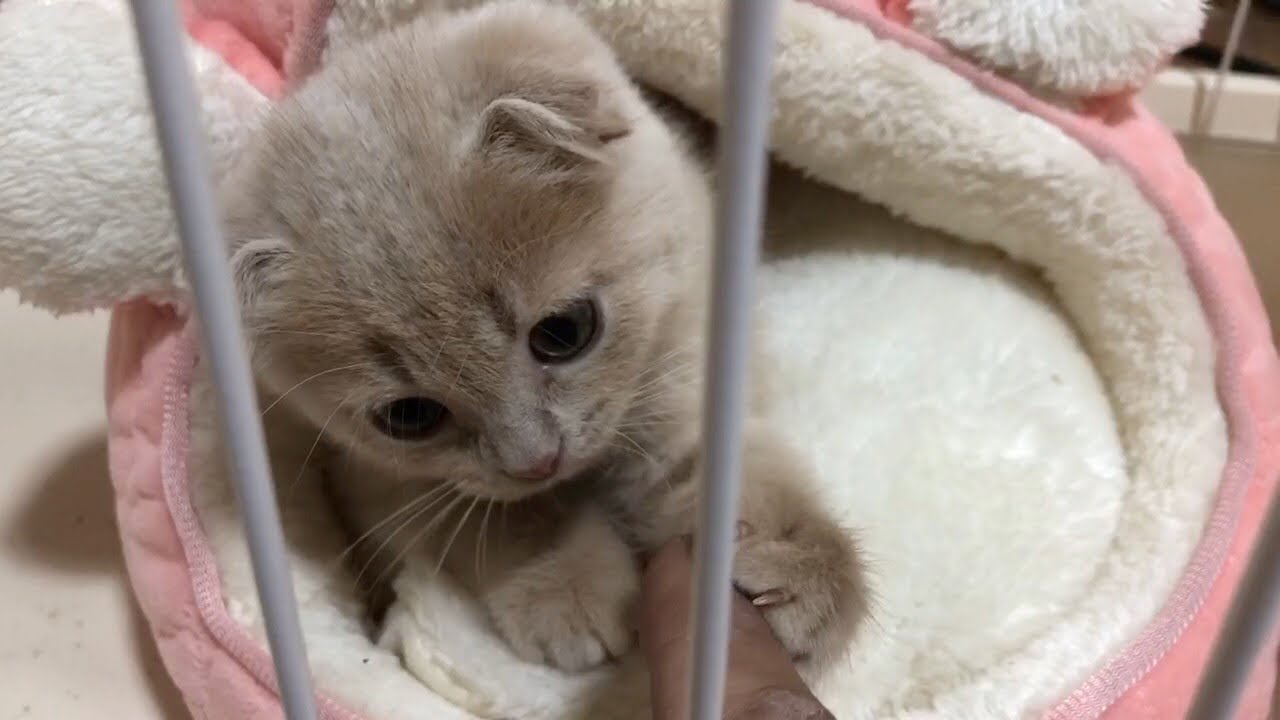 顔だけぴょこん♪　ねこちゃんハウスから出てこない引きこもり子猫ちゃんが可愛い【動画ニュース】【どうぶつ】