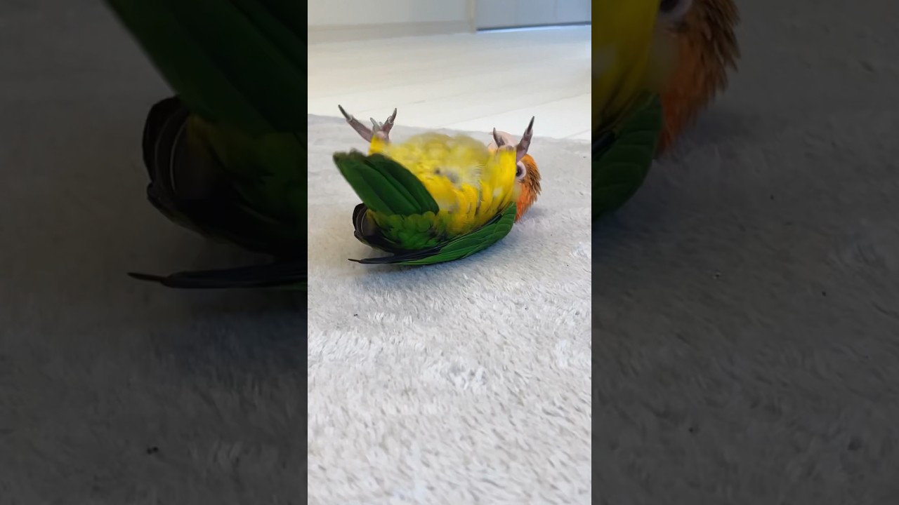 「気持ちいいの？」カーペットをすりすりしまくるインコちゃんが可愛い【動画ニュース】【どうぶつ】