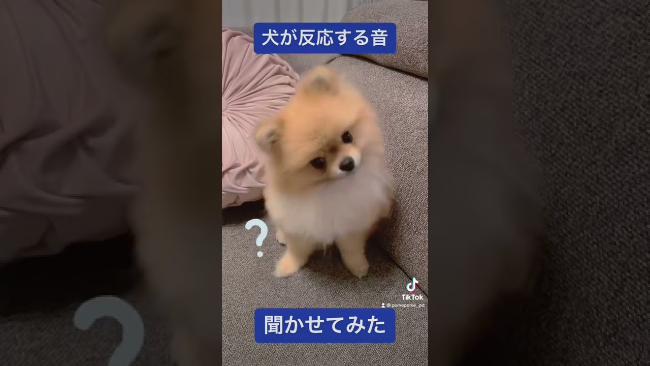 「なんの音？」音に反応して首をかしげるわんちゃんが可愛すぎる【動画ニュース】【どうぶつ】