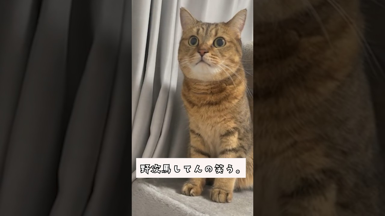 「…喧嘩してる」野良ねこちゃん同士の喧嘩にびびってしまった顔が可愛い【動画ニュース】【どうぶつ】