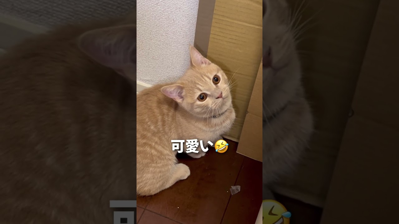 爪とぎを一生懸命する可愛いねこちゃん　でも全然研げていませんよ【動画ニュース】【どうぶつ】