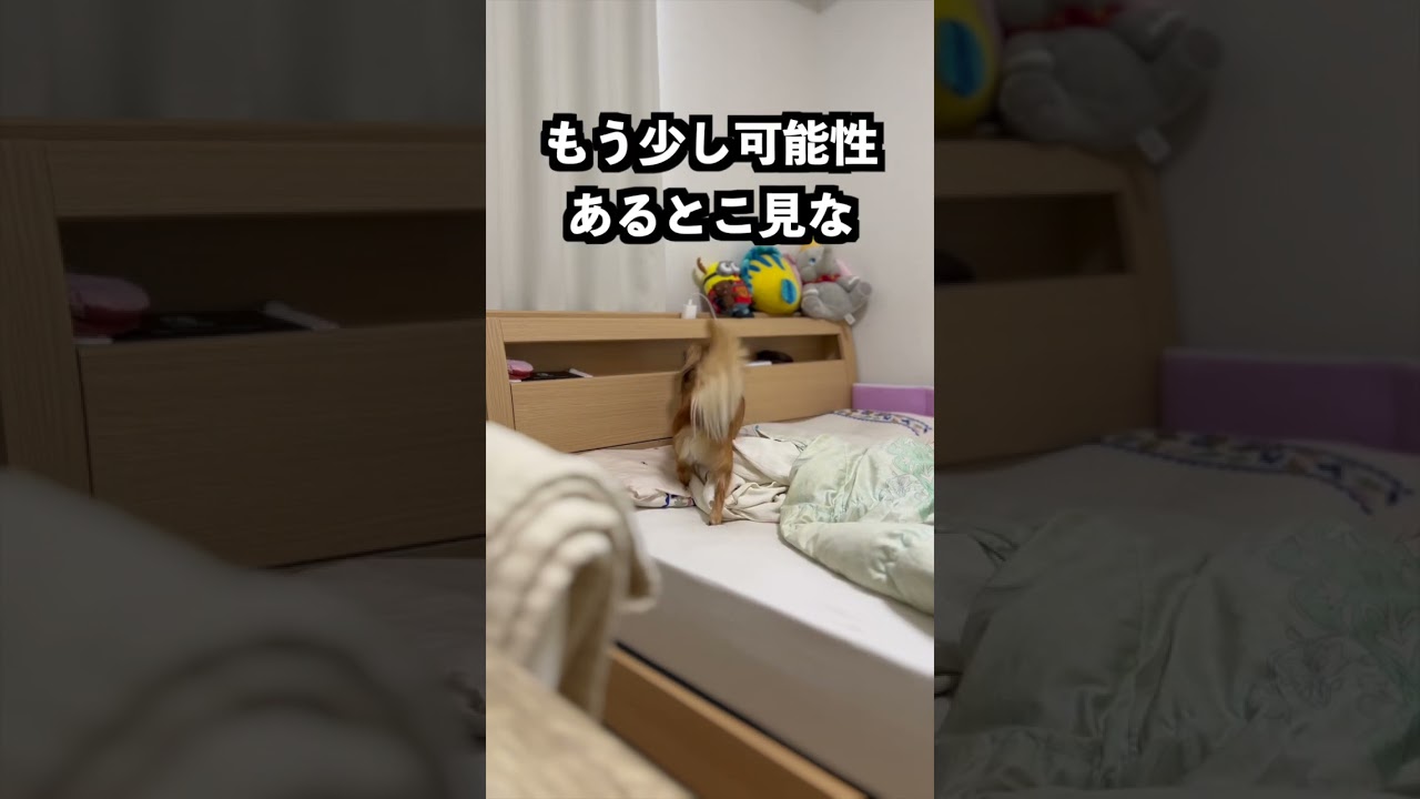 ご主人のいたずらに発狂するわんちゃん。一生懸命ご主人を探す様子が可愛い【動画ニュース】【どうぶつ】