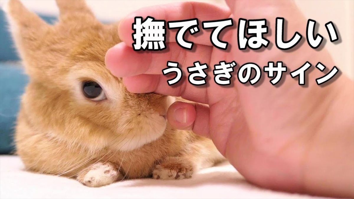 かわいいうさぎさんたち、なでてほしいときは…？仕草の違いが微笑ましさ満点!!【動画ニュース】【どうぶつ】