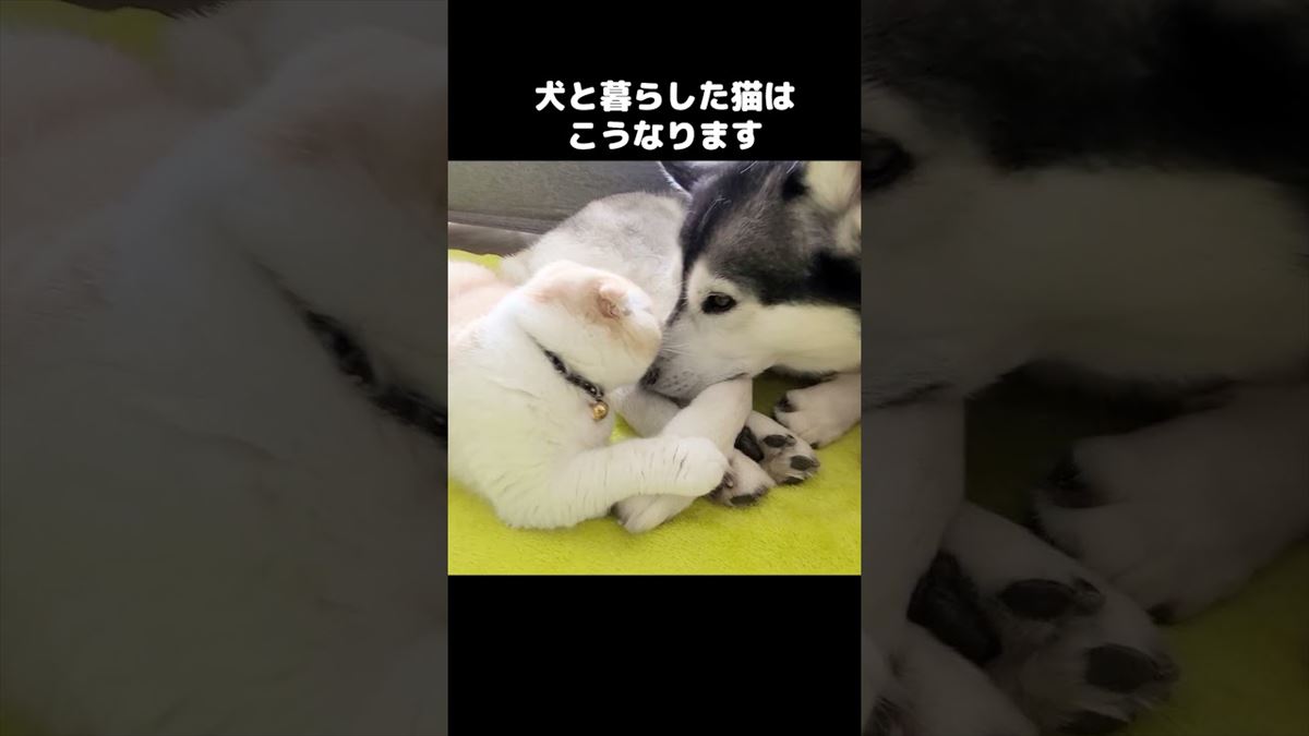 かわいい子猫ちゃんがワンコにベッタリ！まるで親子のような姿にメロメロです!!【動画ニュース】【どうぶつ】