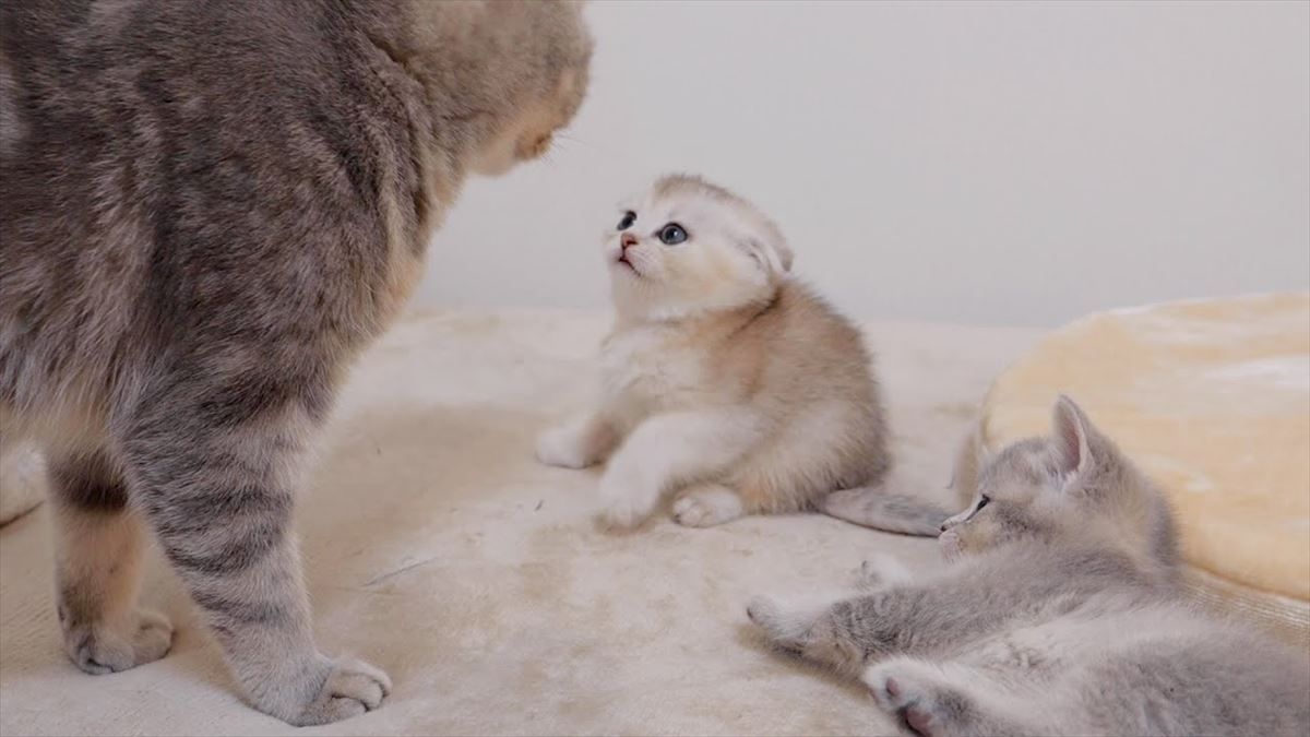 じゃれ合い、お昼寝…子猫ちゃんたちのかわいい姿がいっぱい詰まってます!!【動画ニュース】【どうぶつ】