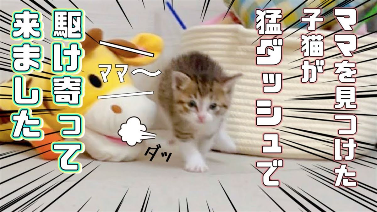 かわいい子猫ちゃん、ママさんを発見すると…？愛おしい姿にとろ～んとしてしまいます!!【動画ニュース】【どうぶつ】