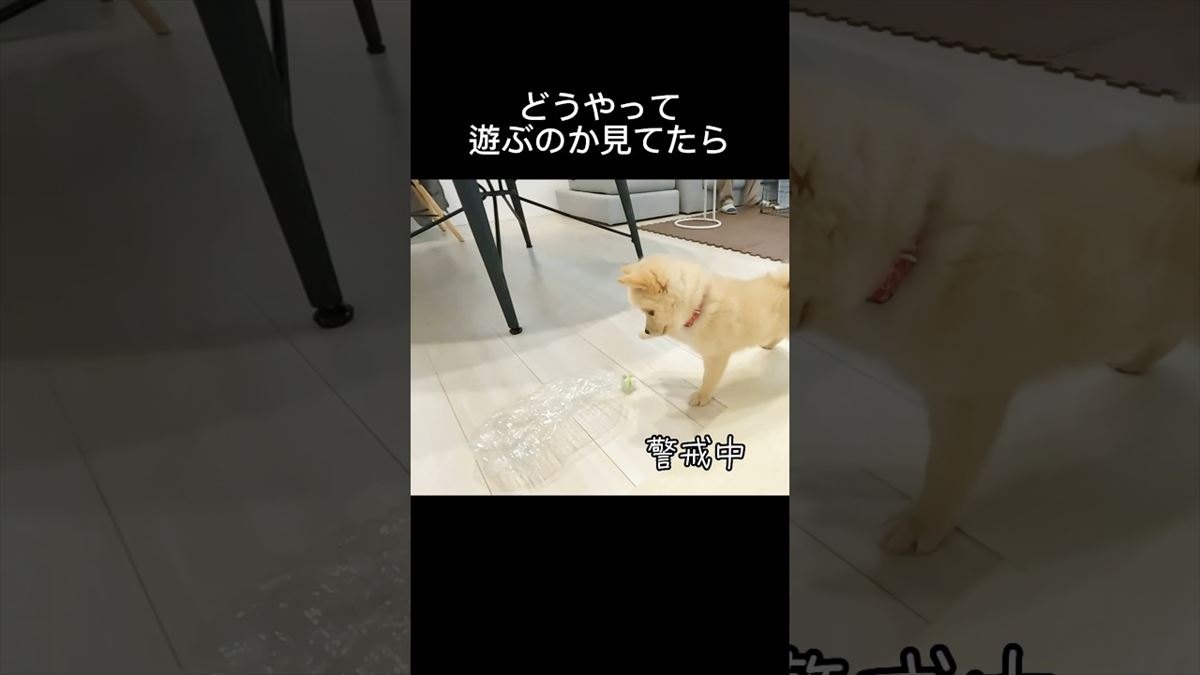 かわいい子犬ちゃんがペットボトルとバトル!?夢中で遊ぶ姿から目が離せない！【動画ニュース】【どうぶつ】