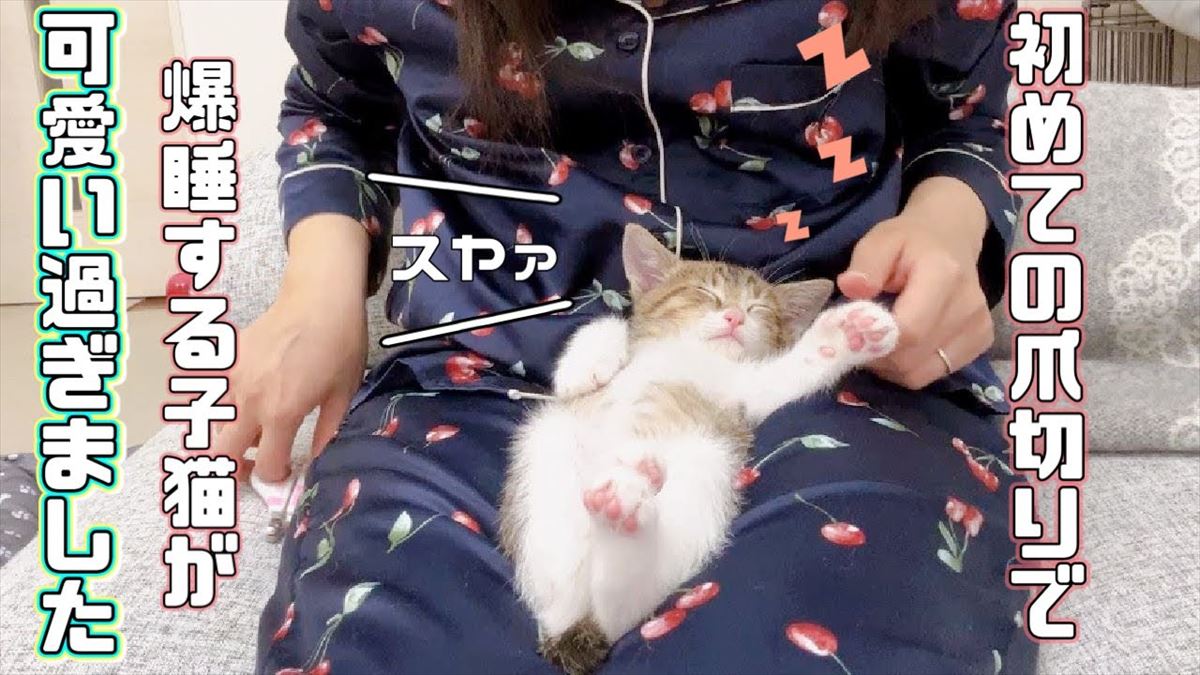 かわいい子猫ちゃんが寝ている間に初めての爪切り！キュートな寝顔に胸キュン!!【動画ニュース】【どうぶつ】