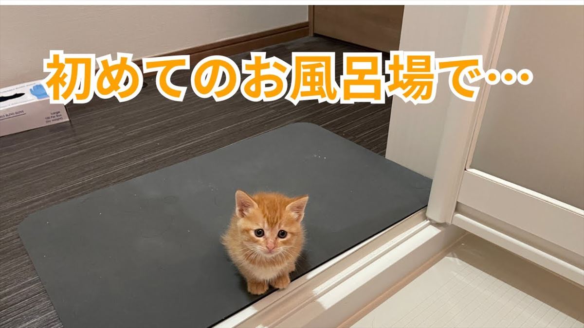 かわいい子猫ちゃんがお風呂場に興味シンシン？好奇心いっぱいの姿に胸キュン必至！【動画ニュース】【どうぶつ】