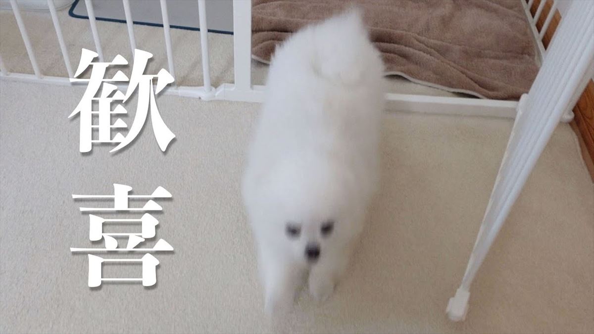 かわいいポメラニアンがお留守番！飼い主さんを迎える姿に心が温まります!!【動画ニュース】【どうぶつ】