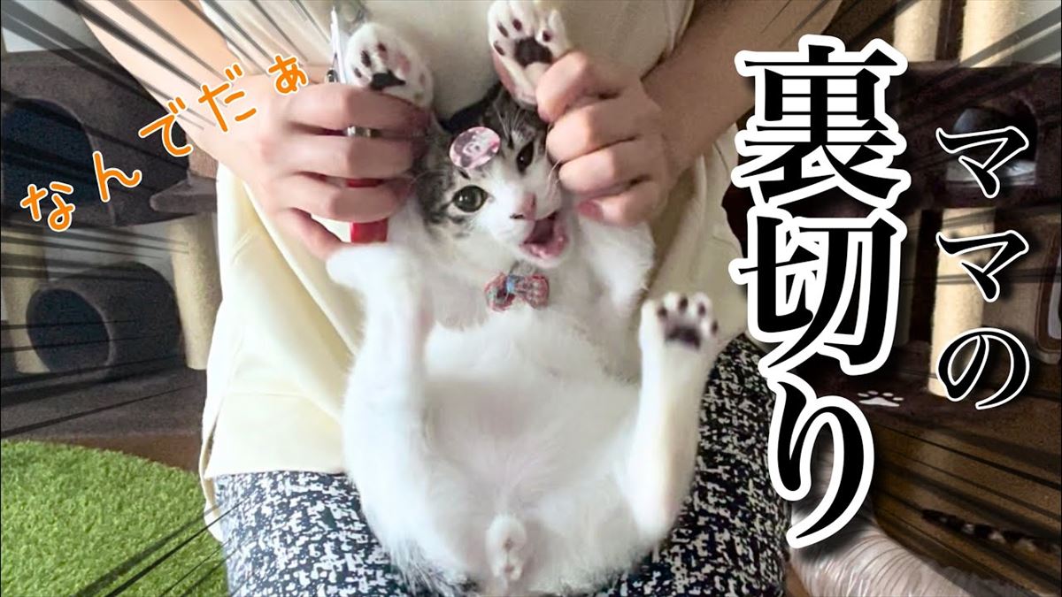 小さな子猫ちゃんが爪切りに挑戦！かわいい抵抗がそのうち激しくなってきて…!?【動画ニュース】【どうぶつ】