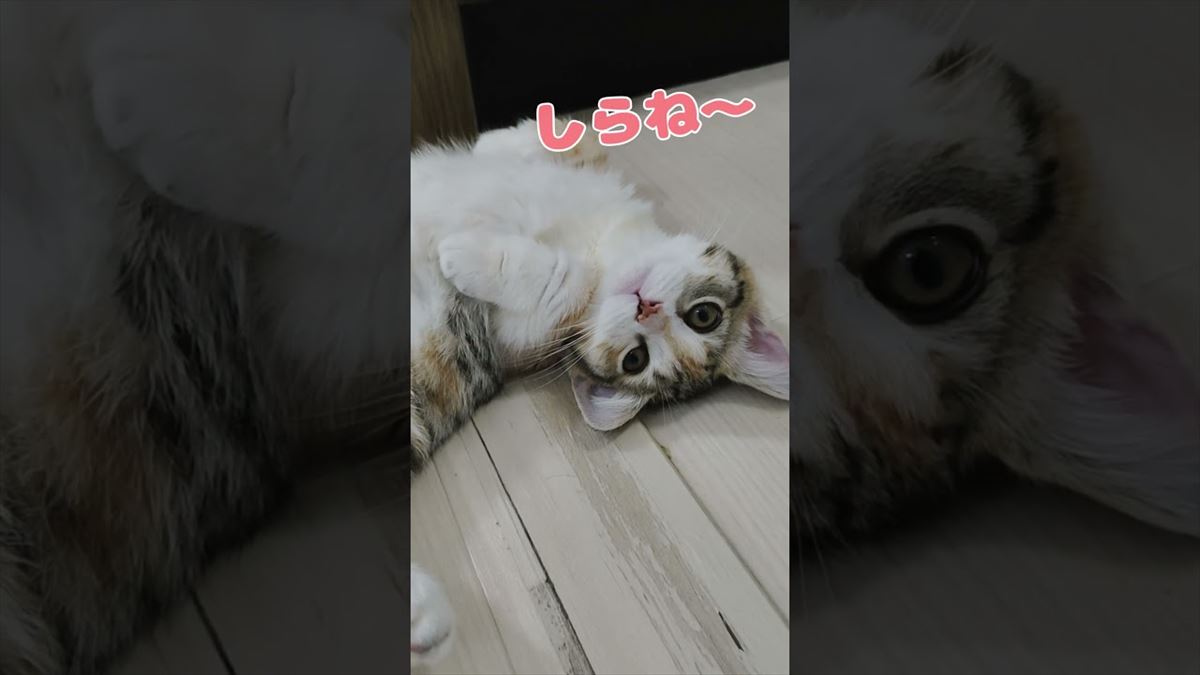 朝早くても関係にゃい！お腹がすいた子猫ちゃんのかわいいしぐさに胸がドキドキ!?【動画ニュース】【どうぶつ】