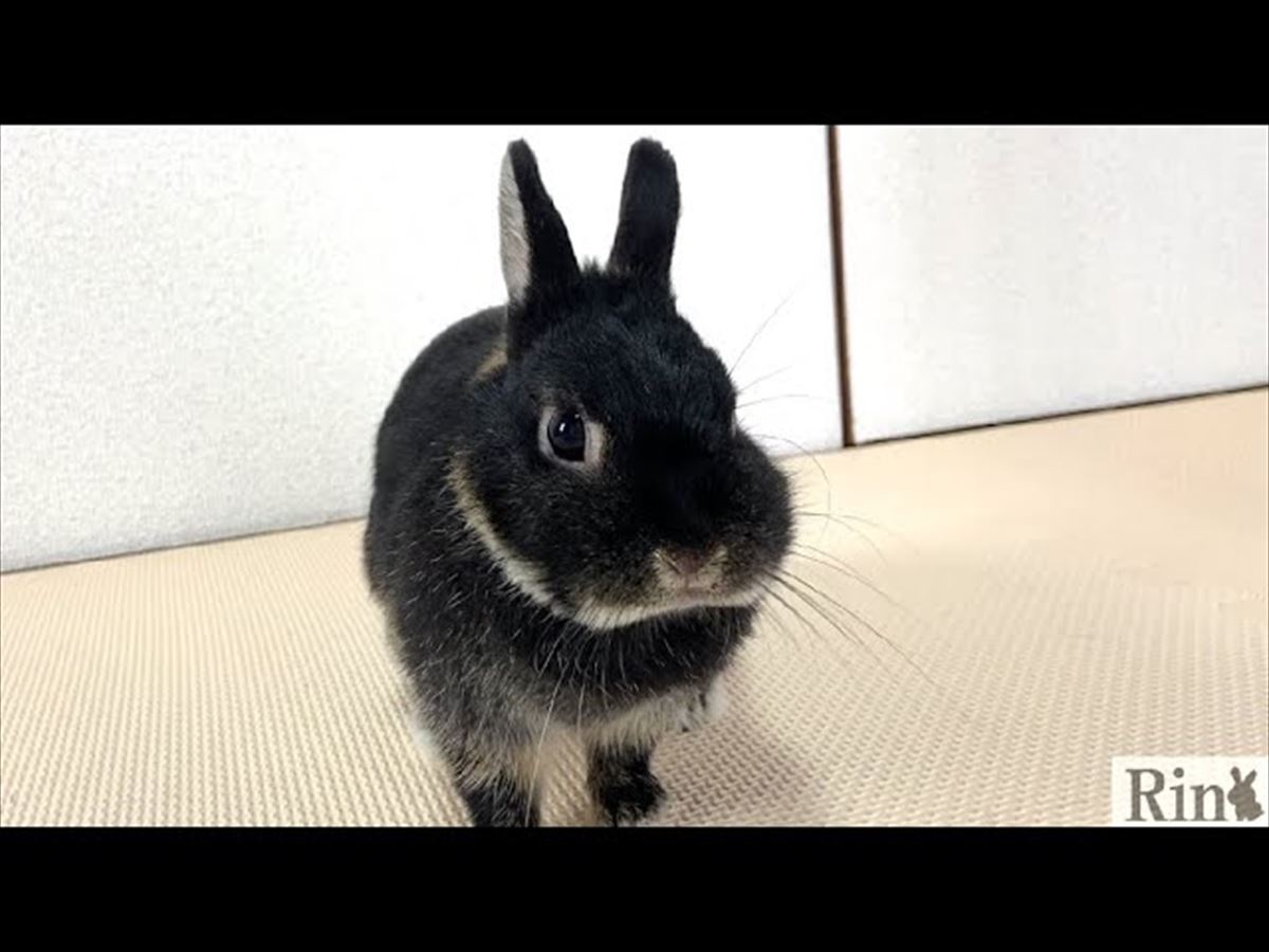 かわいいうさぎちゃんが飼い主さんの部屋で大冒険!?うれしそうな姿はほっこり度バツグン!!【動画ニュース】【どうぶつ】