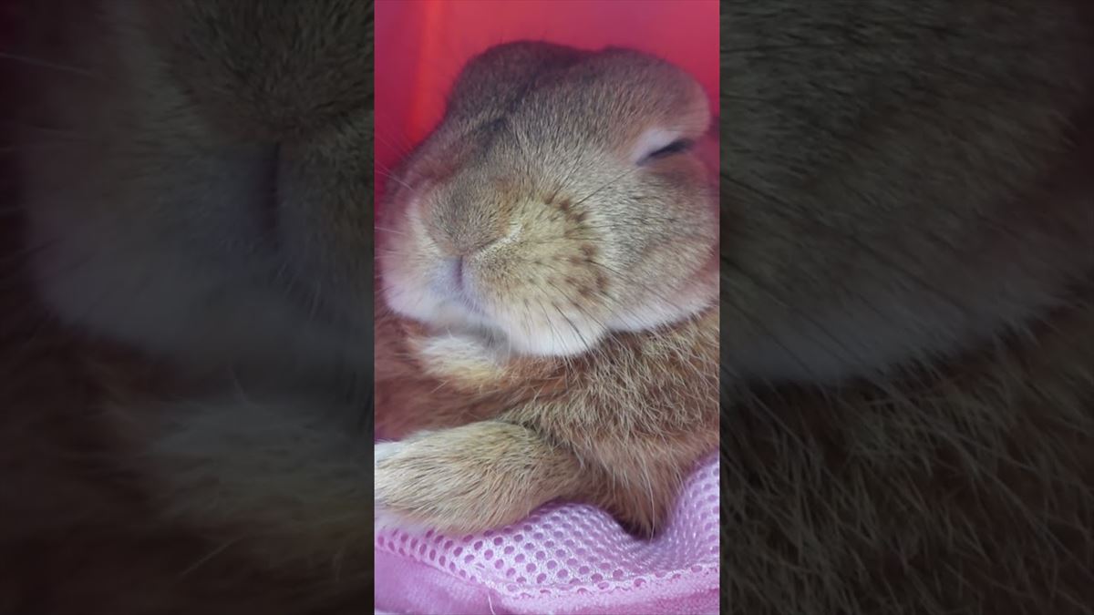 かわいいうさぎちゃん、なんだか眠くなってきて…？居眠りする姿にこちらもとろ～ん!!【動画ニュース】【どうぶつ】