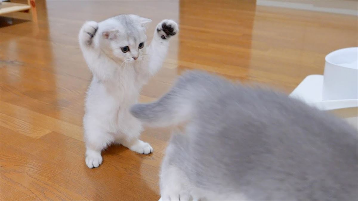 子猫ちゃんがじゃれ合いに夢中になって…？かわいいしぐさに胸キュン必至!!【動画ニュース】【どうぶつ】