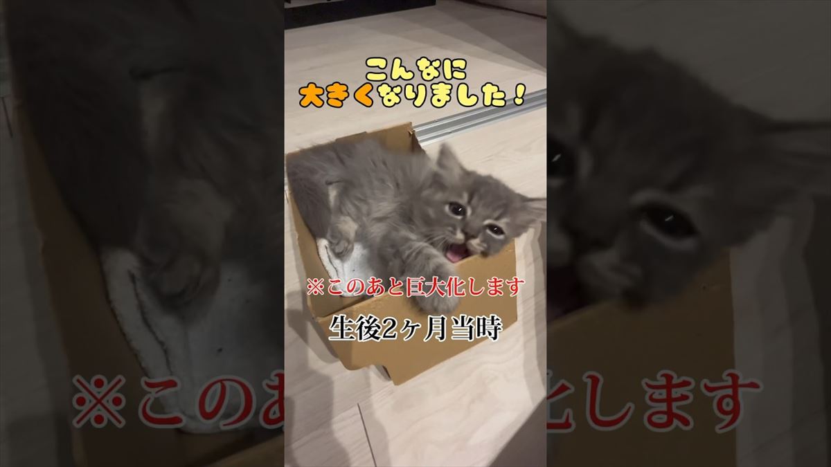 子猫ちゃんの成長は早いんです！大きくなってもかわいい姿から目が離せない!!【動画ニュース】【どうぶつ】