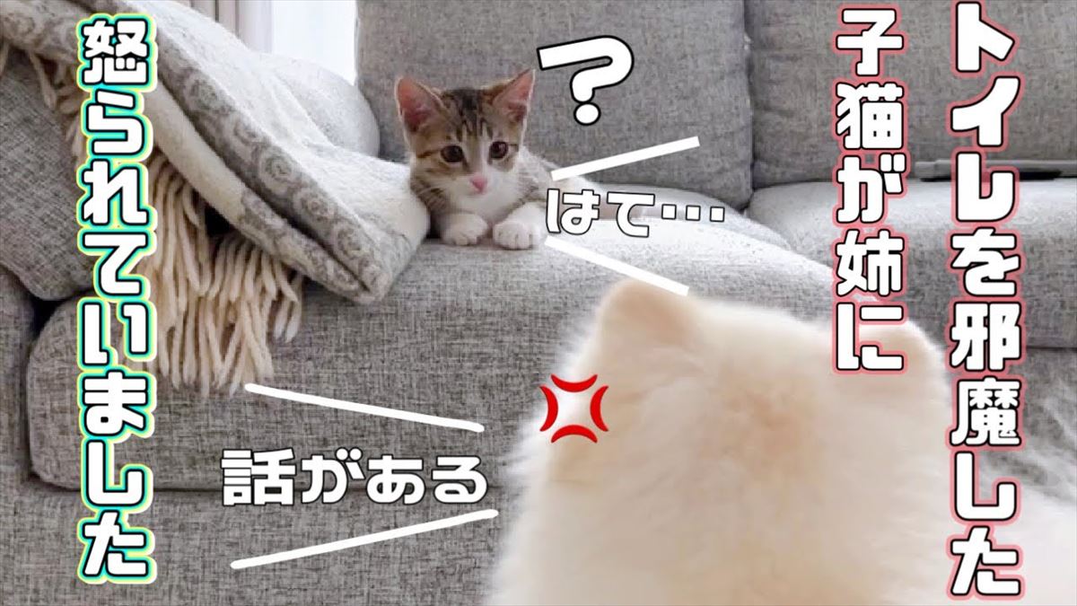 怒ったポメラニアンが迫る!?かわいい子猫ちゃんのいたずらっ子ぶりにドキドキ！【動画ニュース】【どうぶつ】