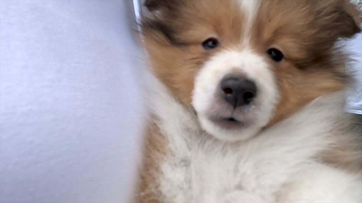 ようこそ我が家へ！新しい家族として迎えられたかわいい子犬ちゃんに胸キュン!!【動画ニュース】【どうぶつ】