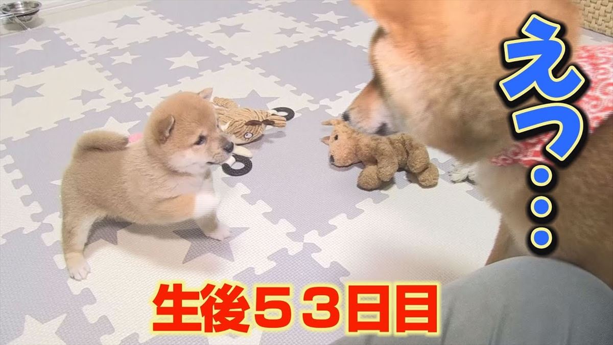 かわいい豆柴の兄弟が初対面！意外な展開にドキドキ＆にっこり!!【動画ニュース】【どうぶつ】