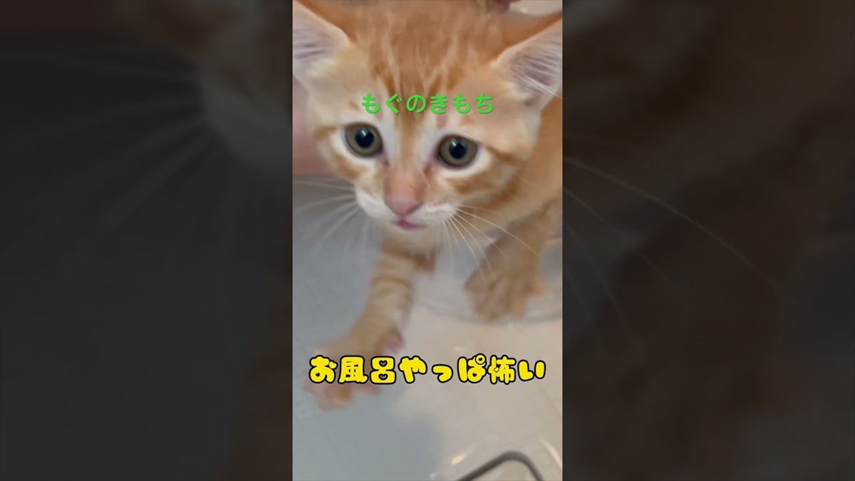 子猫ちゃん、水が怖いけど…キレイにしてもらうため頑張る姿に胸をわしづかみに!!【動画ニュース】【どうぶつ】