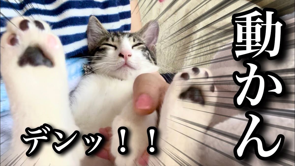 子猫ちゃんの甘えん坊ぶりが全開に！極上の癒やしタイムがここにあります!!【動画ニュース】【どうぶつ】