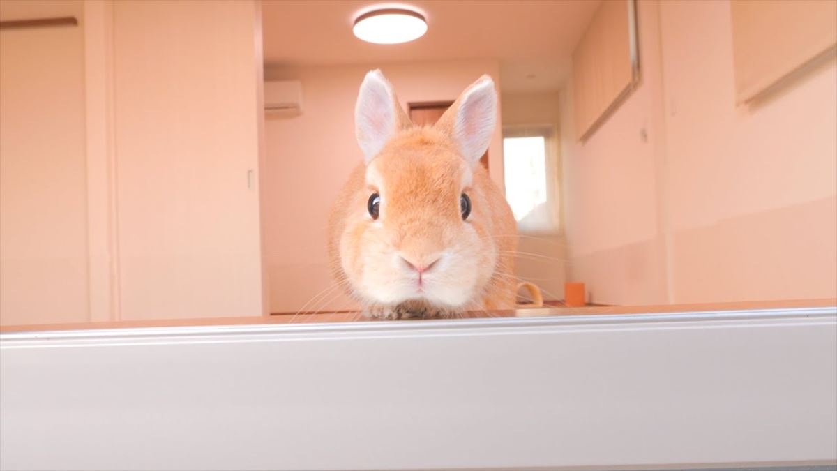 うさぎちゃんが飼い主さんにおねだり！おやつを食べるかわいい姿にほっとひと息【動画ニュース】【どうぶつ】