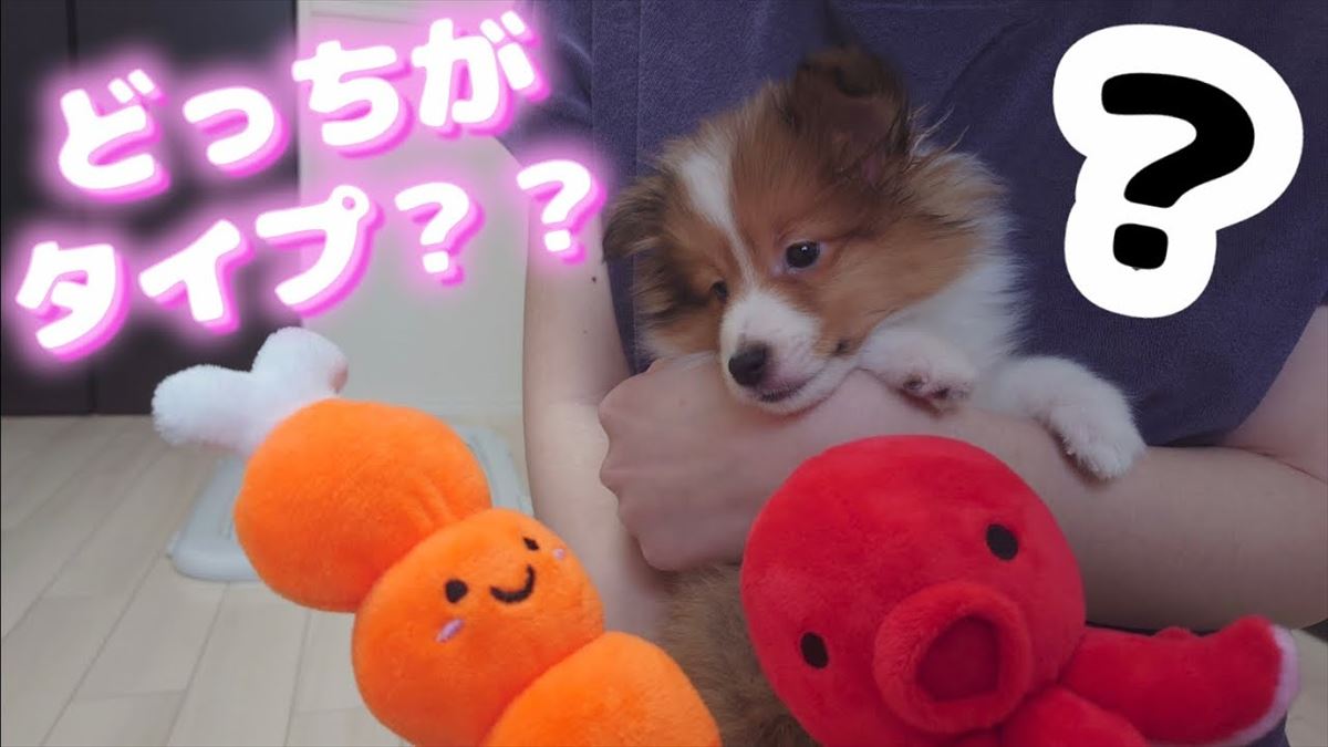 かわいい子犬ちゃんがおもちゃに夢中！跳びはねて喜ぶ姿にこちらも夢中に!!【動画ニュース】【どうぶつ】