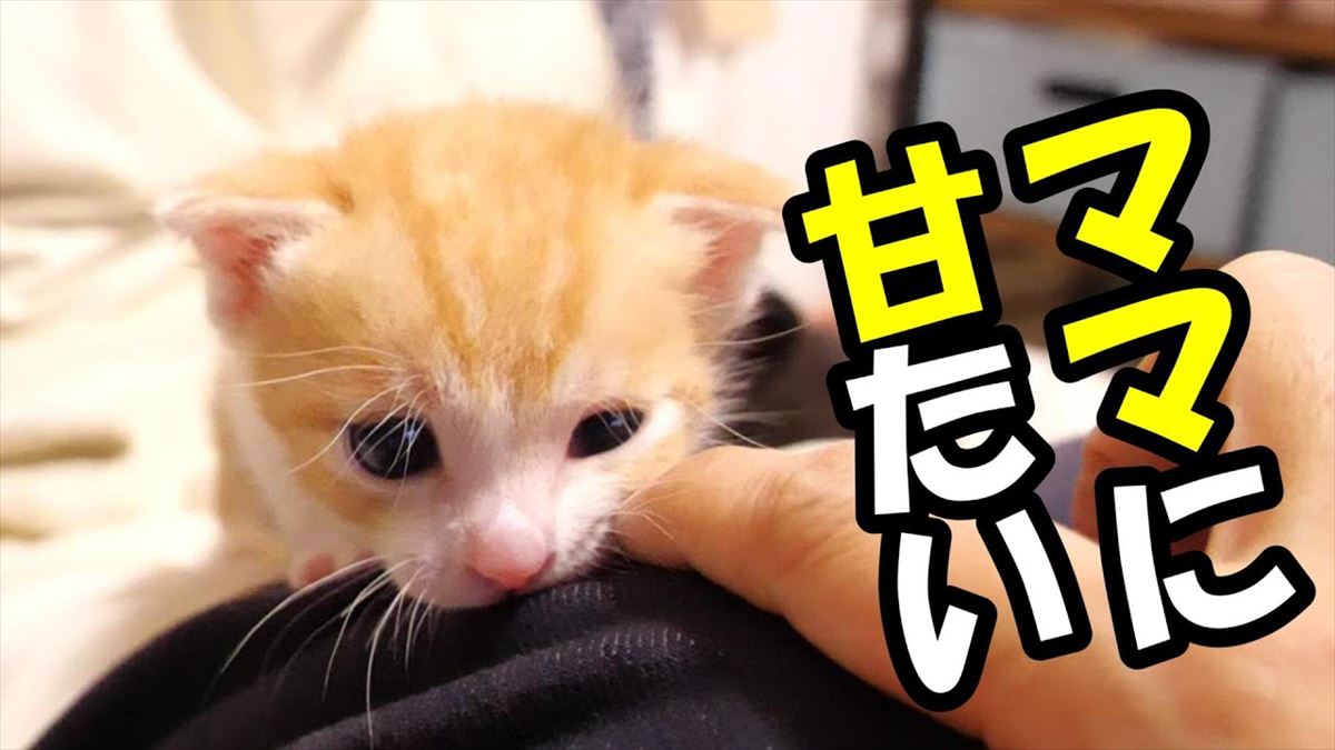 かわいい子猫ちゃんが大好きなママさんを発見！愛らしい姿に胸キュン必至!!【動画ニュース】【どうぶつ】