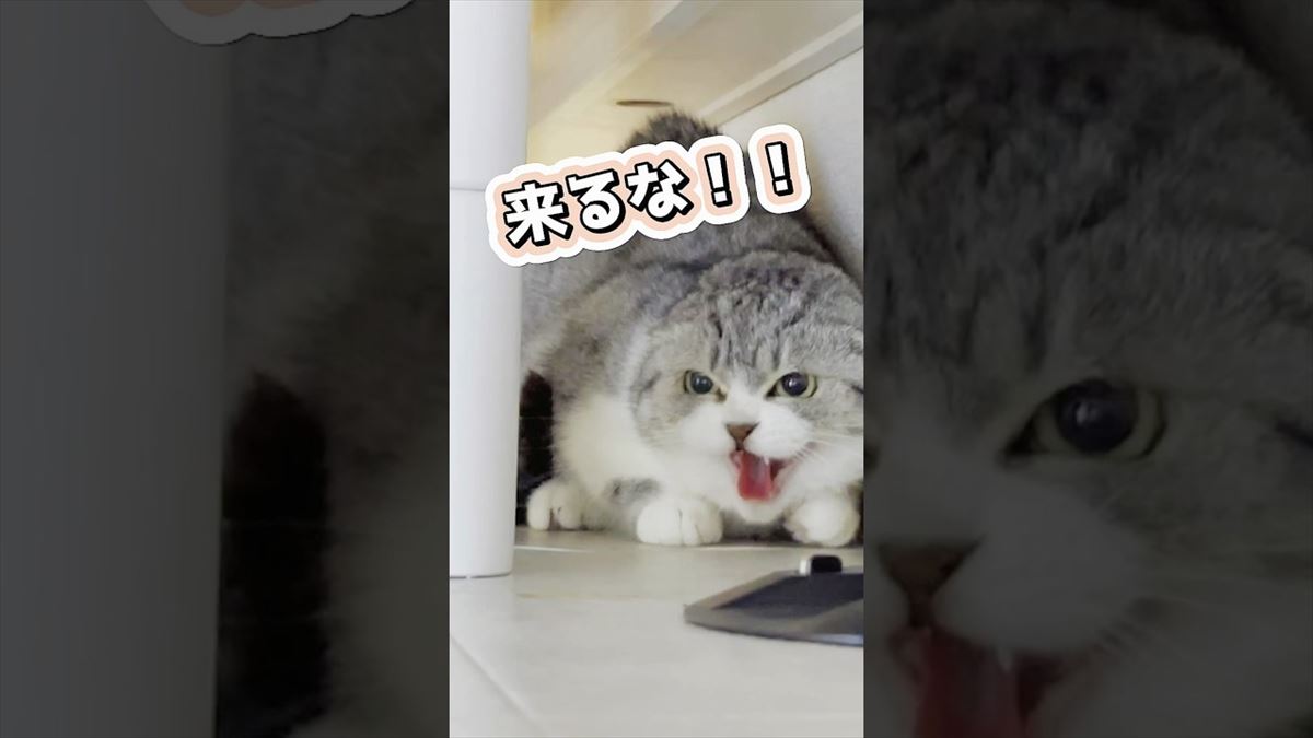 子猫ちゃんが威嚇猫から甘えん坊になるまで！その劇的な変化に心が温まります!!【動画ニュース】【どうぶつ】