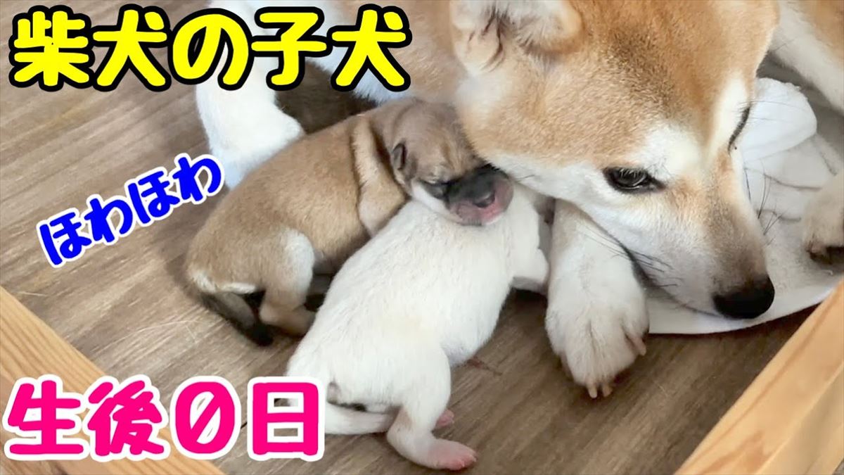 生まれたばかりの子犬ちゃんにほっこり！かわいい姿はみんなに癒やしをもたらします!!【動画ニュース】【どうぶつ】