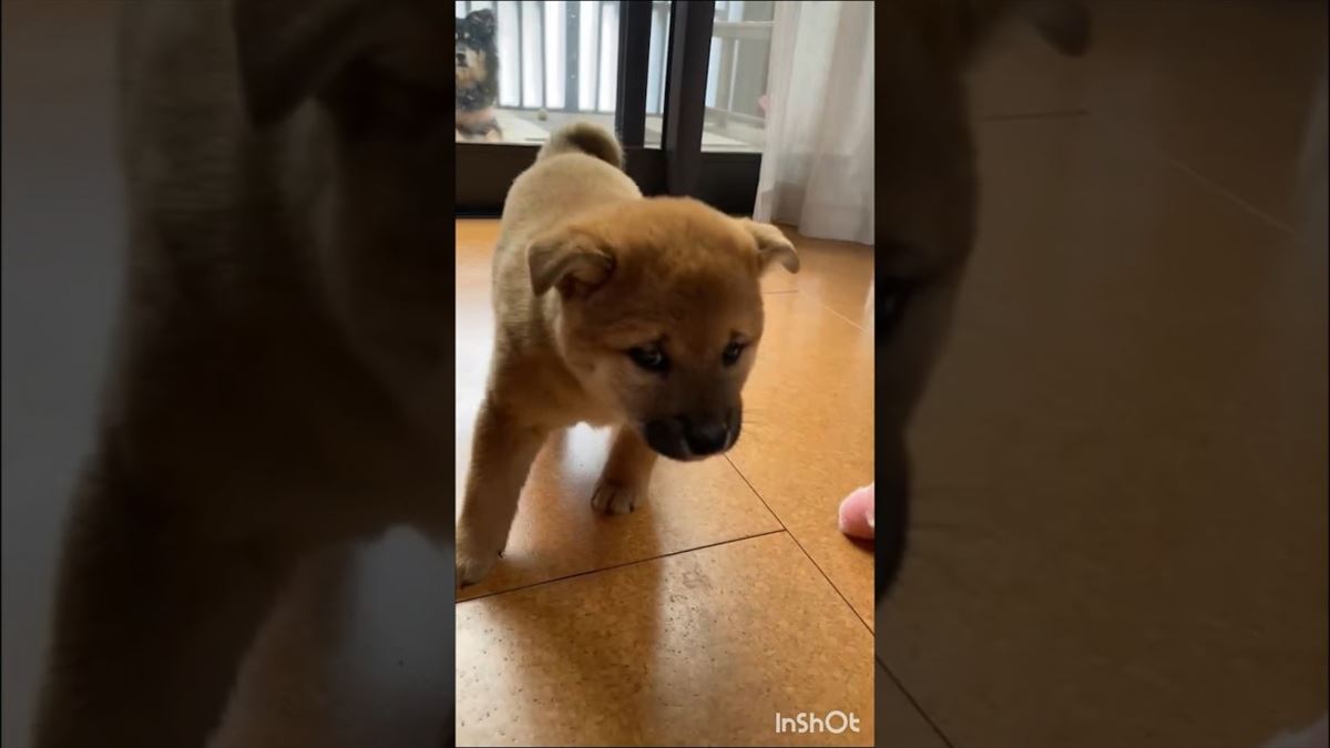 子犬ちゃん、新しいおうちに不安でオドオド…愛しくてかわいいしぐさに胸キュン！【動画ニュース】【どうぶつ】