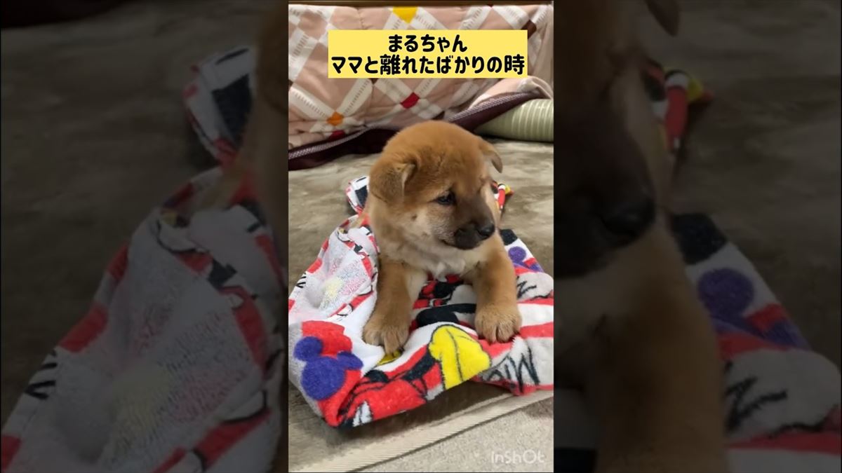 かわいい子犬ちゃんの成長日記！その変化にビックリすることうけあい!!【動画ニュース】【どうぶつ】