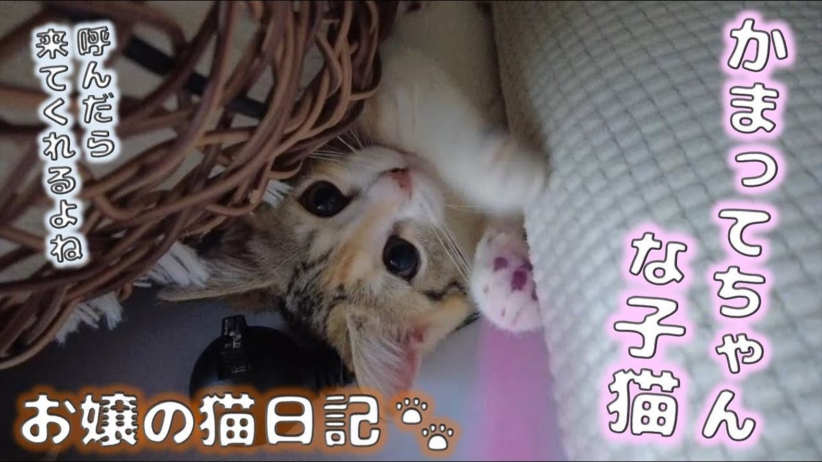 子猫ちゃん、隙間からコンニチハ！猫じゃらしで遊ぶかわいい姿は癒やし度満点!!【動画ニュース】【どうぶつ】