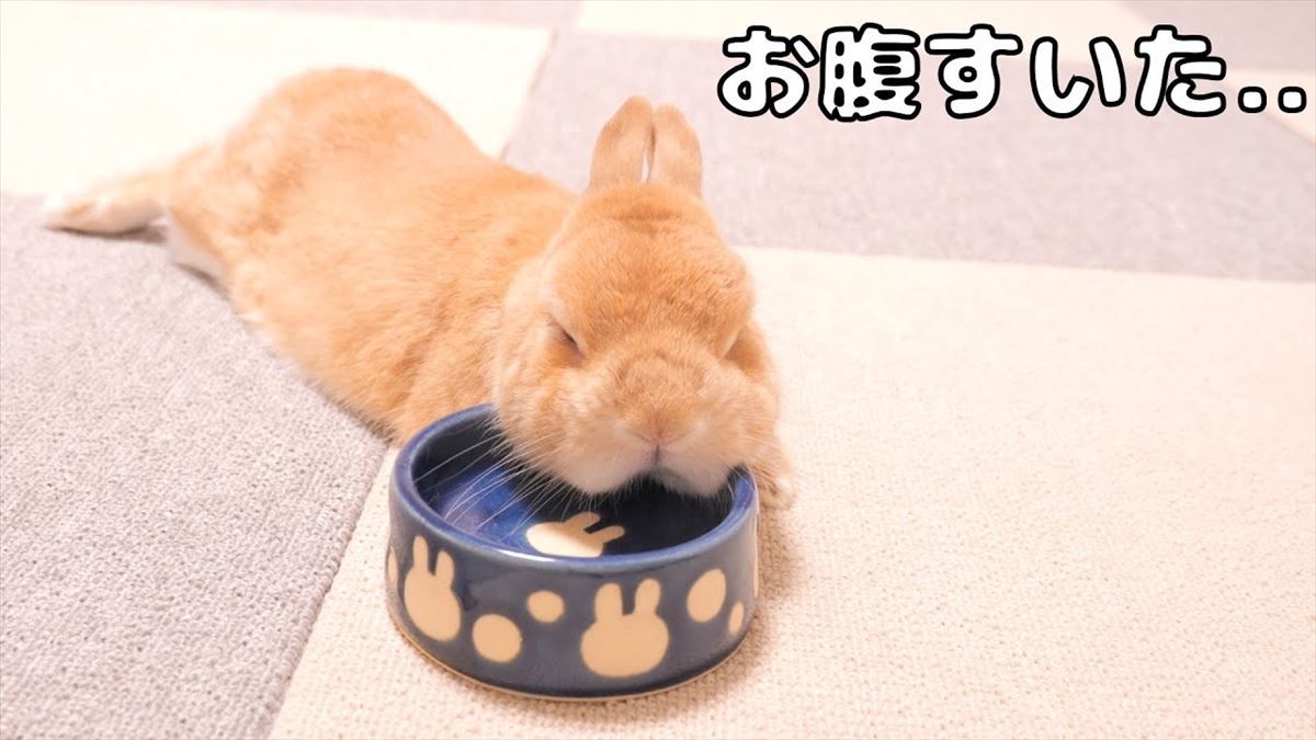 かわいいうさぎさん、飼い主さんが帰ってこなくてムスッ！ふくれた姿もかわいいのです!!【動画ニュース】【どうぶつ】