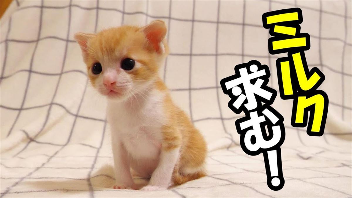 子猫ちゃんがつぶらな瞳でじっと見つめていたのは…？かわいいしぐさに胸キュン確実！【動画ニュース】【どうぶつ】