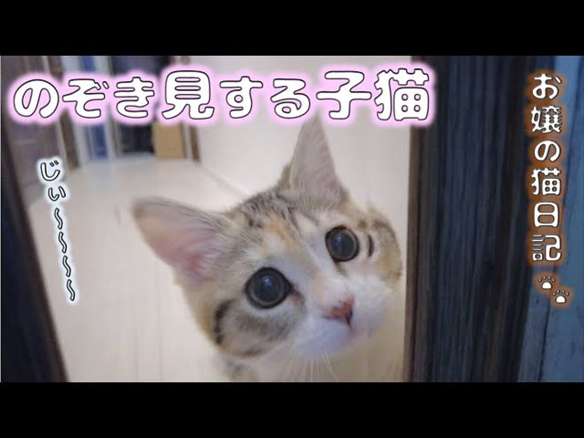 子猫ちゃん、遊びを中断されてプンスカ！かわいいしぐさは癒やし度120％!!【動画ニュース】【どうぶつ】