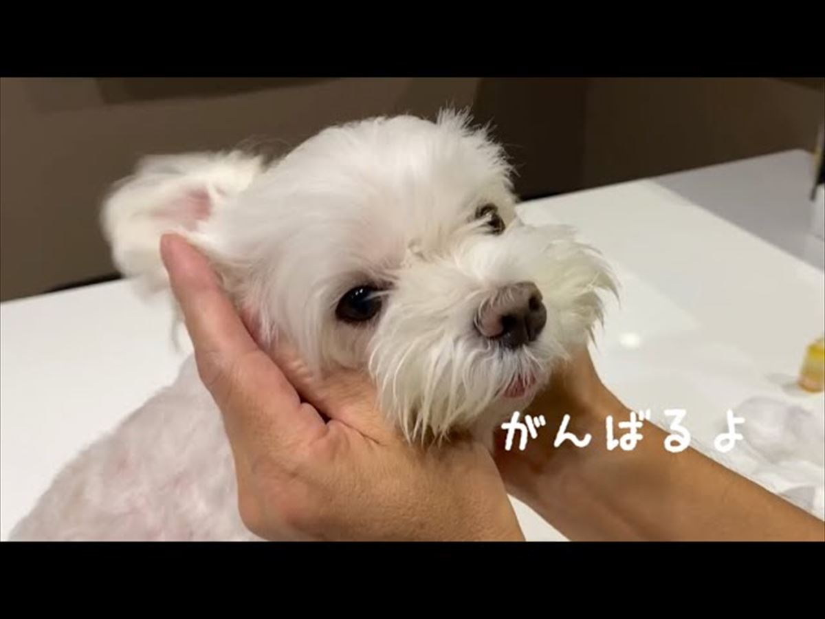 マルチーズの子犬ちゃん、今日は耳のお掃除！かわいいしぐさに胸キュン必至!!【動画ニュース】【どうぶつ】