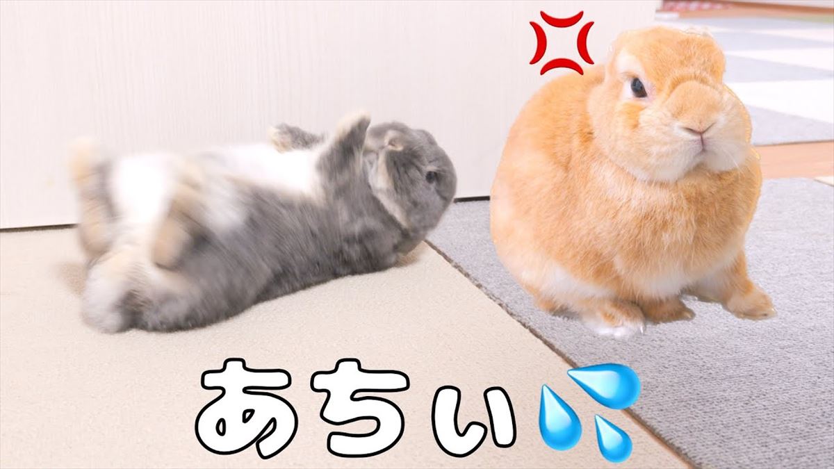 かわいいうさぎさん、エアコンを切られて…？突飛なアクションに思わず笑いが！【動画ニュース】【どうぶつ】