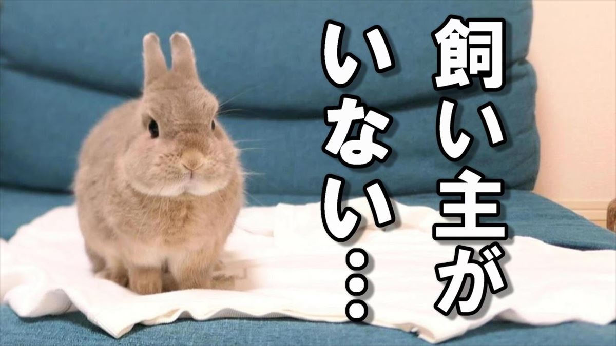 うさぎちゃんたち、飼い主さんがいなくても寂しくない！かわいい行動に心がなごみます【動画ニュース】【どうぶつ】