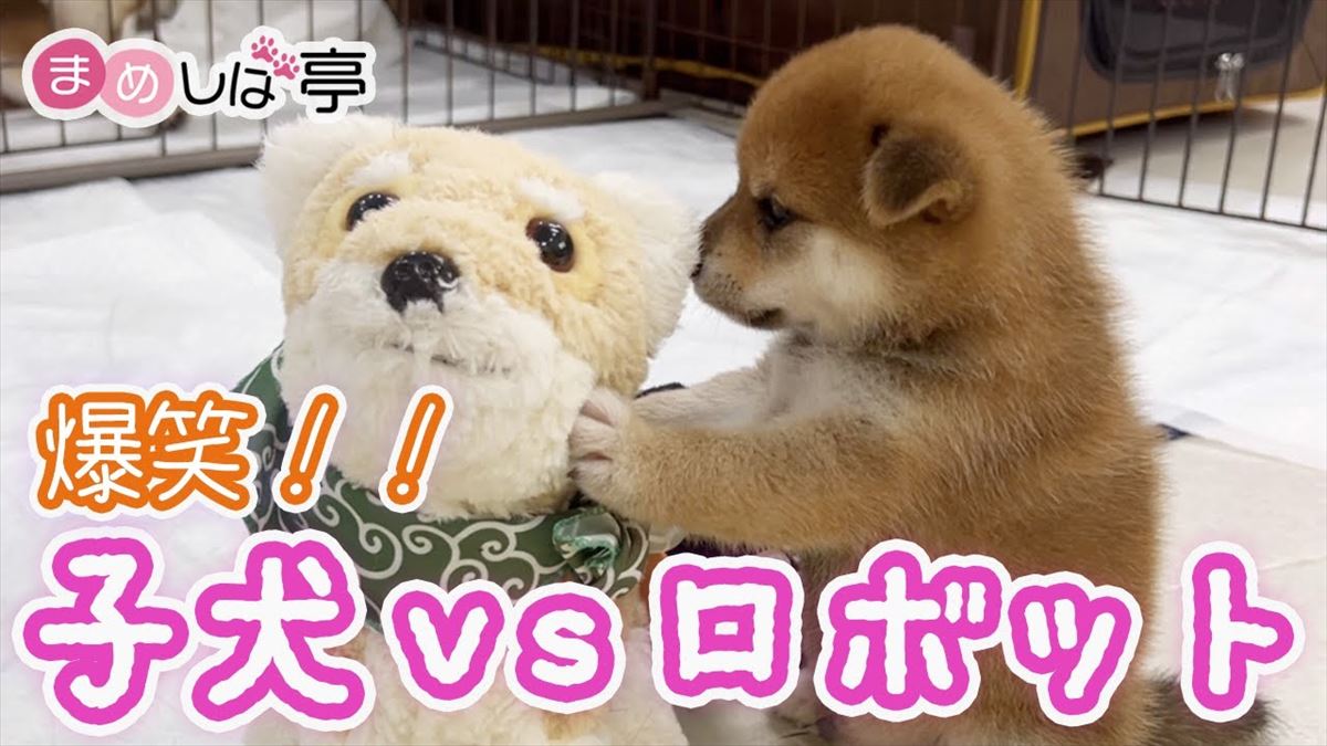 豆柴の子犬ちゃんたち、おもちゃにどんな反応を見せるかな？かわいい姿にほっこり確実【動画ニュース】【どうぶつ】