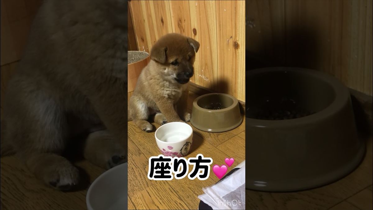 かわいい子犬ちゃんがごはんをポリポリ♪あまりに愛しい姿から目が離せません!!【動画ニュース】【どうぶつ】