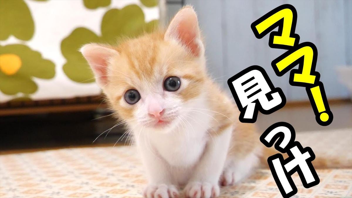 かわいい子猫ちゃん、ごはんだと思ったら…？愛らしいしぐさに胸キュン必至!!【動画ニュース】【どうぶつ】