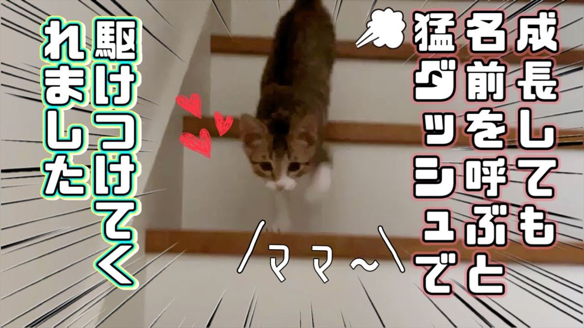 子猫ちゃんが寝場所に選んだのは…？かわいい甘えん坊ニャンコにほっこり！【動画ニュース】【どうぶつ】